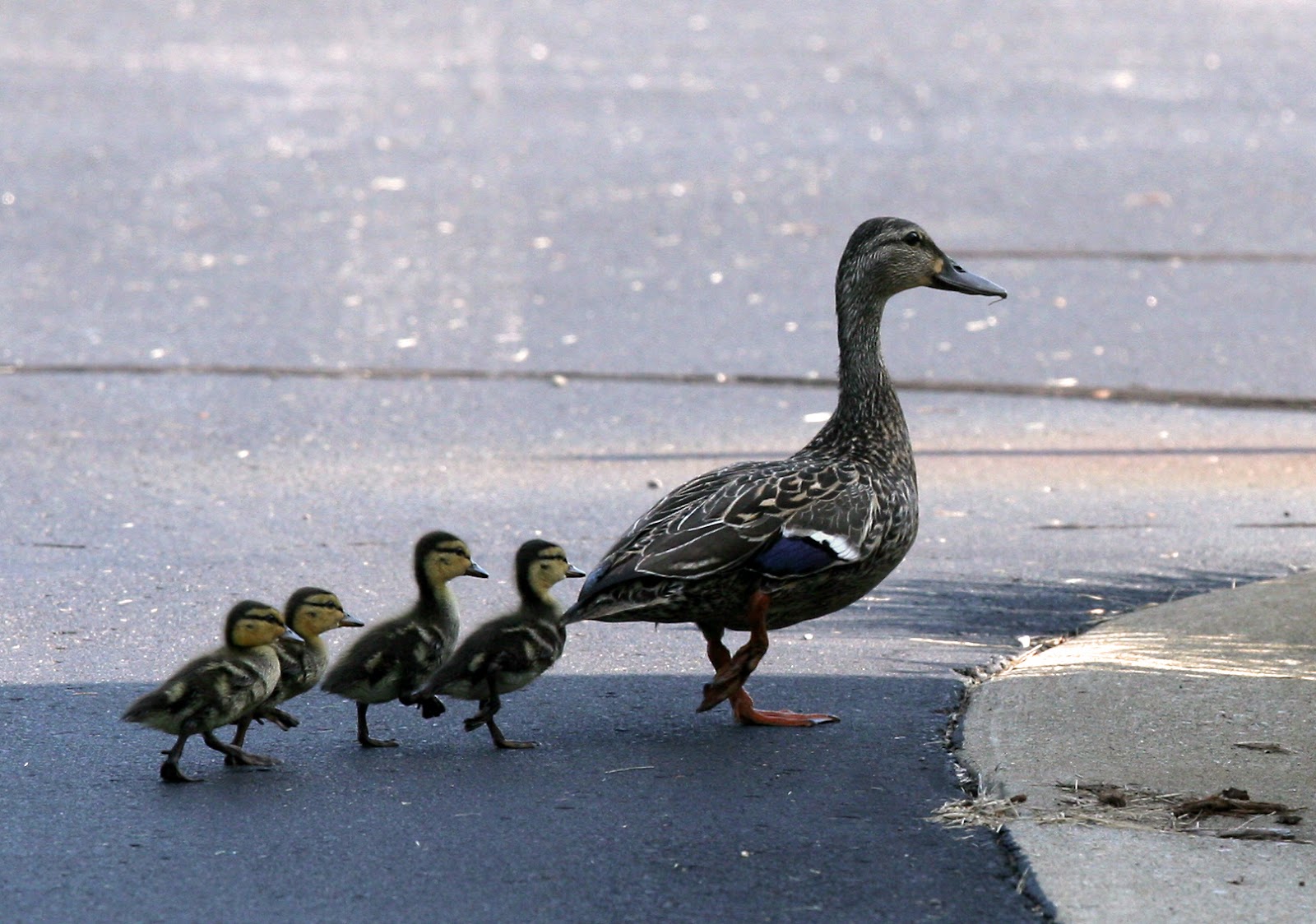 Get Your Ducks in a Row with Turnkey Investing